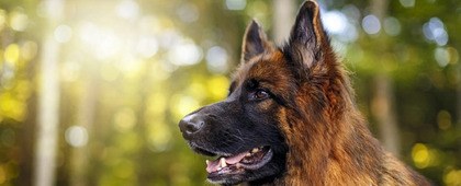  Welkom op de website van VDH Afdeling Friesland